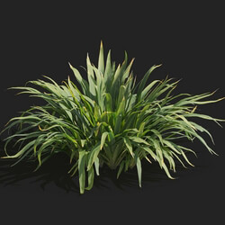 Maxtree-Plants Vol82 Iris tectorum 01 06 