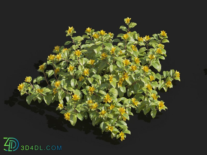 Maxtree-Plants Vol82 Lysimachia christinae 01 01