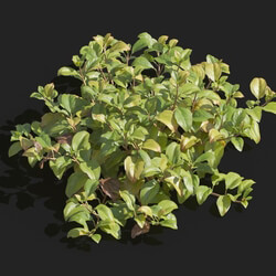 Maxtree-Plants Vol82 Lysimachia christinae 01 03 