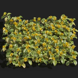 Maxtree-Plants Vol82 Lysimachia christinae 01 05 