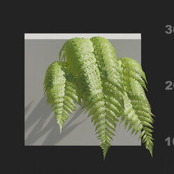 Maxtree-Plants Vol82 Parathelypteris glanduligera 01 06 