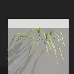 Maxtree-Plants Vol82 Pteris multifida 01 05 