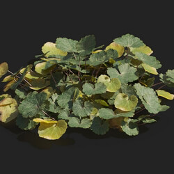 Maxtree-Plants Vol82 Saxifraga stolonifera 01 06 