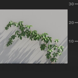 Maxtree-Plants Vol82 Tetrastigma umbellatum 01 05 
