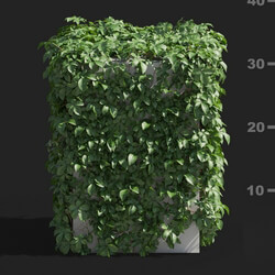 Maxtree-Plants Vol82 Tetrastigma umbellatum 01 06 