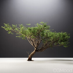 CGMood Acacia Tree 