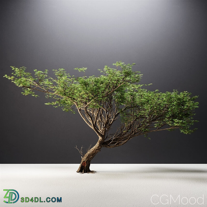 CGMood Acacia Tree