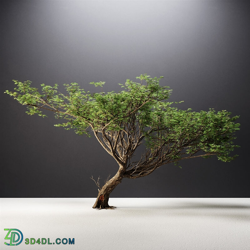 CGMood Acacia Tree