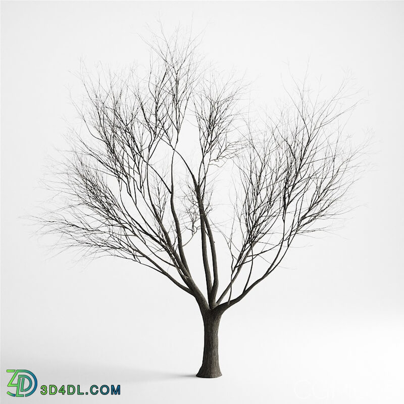 CGMood Bare Tree