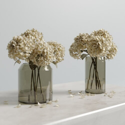 CGMood Dried Hydrangeas 