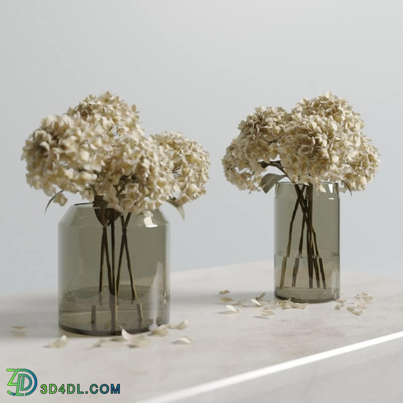 CGMood Dried Hydrangeas