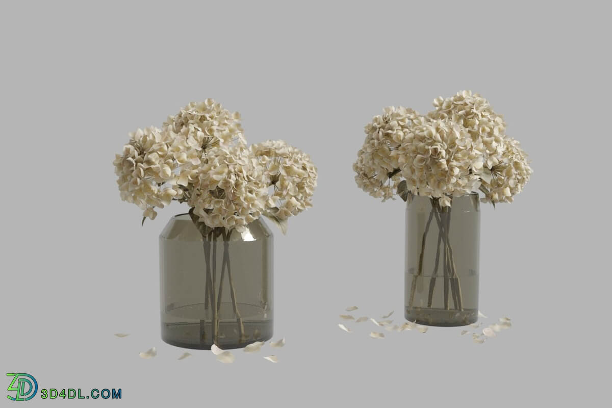 CGMood Dried Hydrangeas