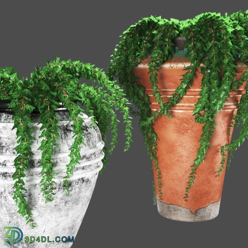 CGMood Ivy In Pots