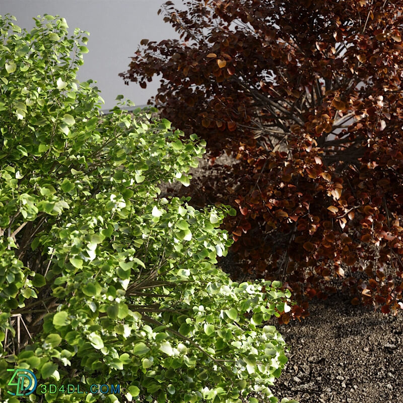 CGMood Redbud Hazel Disanthus Cercidifolius Shrub