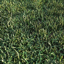 CGMood Simple Grass 