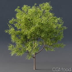 CGMood Young Tree 