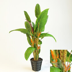 Plant strelitzia 