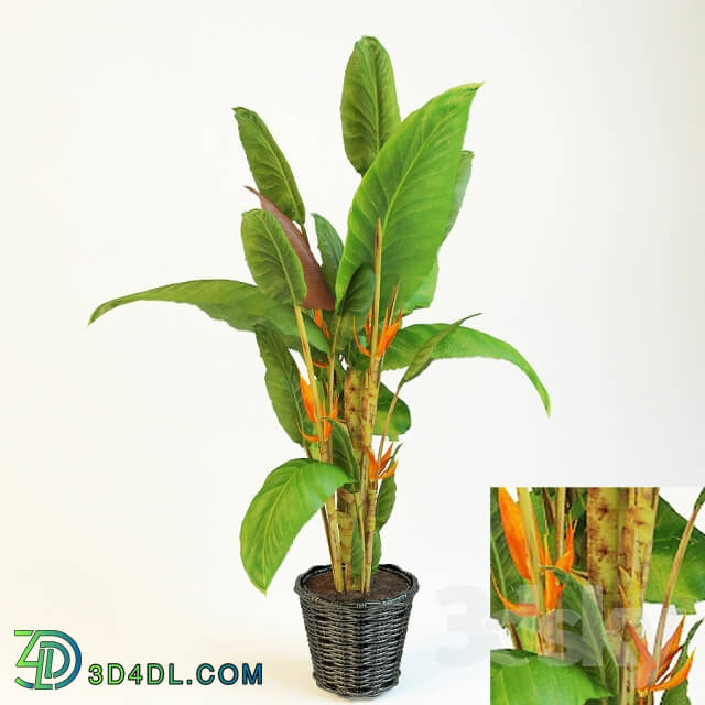 Plant strelitzia