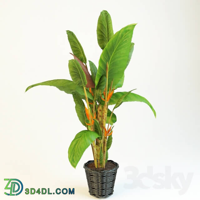 Plant strelitzia