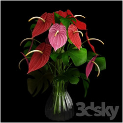 Anthurium color flower 3D Models 