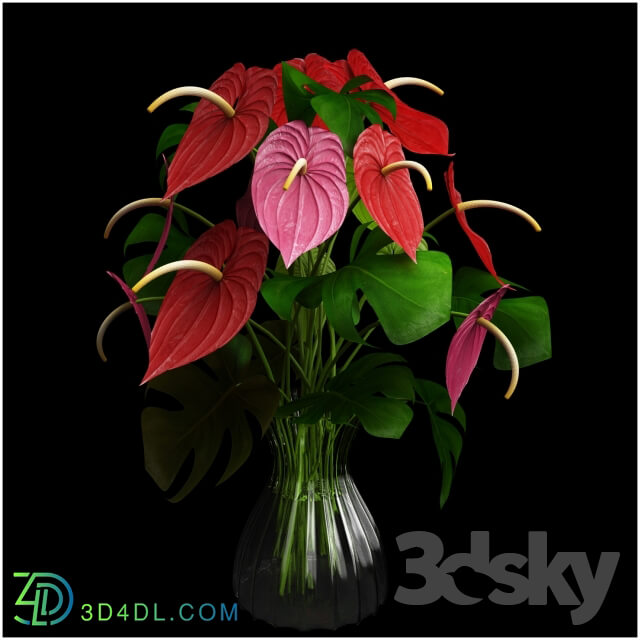 Anthurium color flower 3D Models