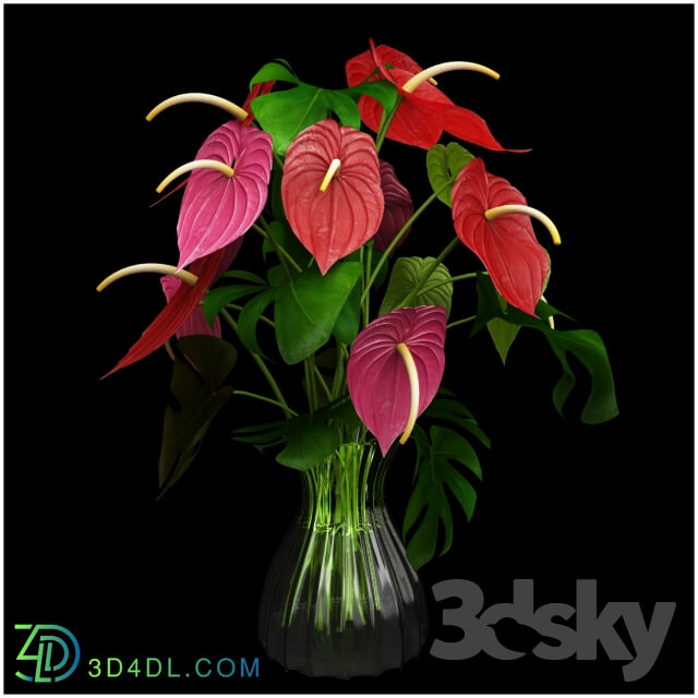 Anthurium color flower 3D Models