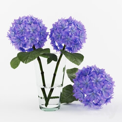 Plant Hydrangea 