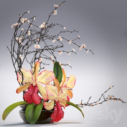 Plant Arrangement of orchids 