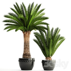 Plant Collection of plants 69. Phoenix canariensis 