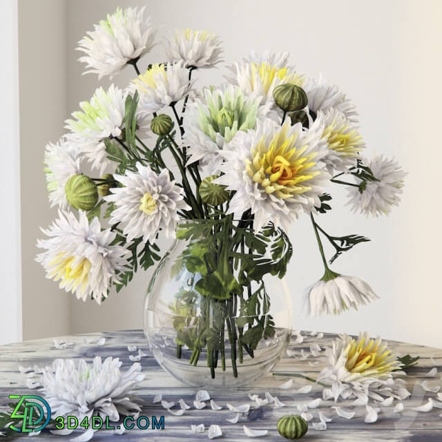 Plant - Chrysanthemums