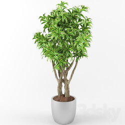 plant 3D Models 