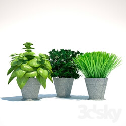 Plants for kuhni2 3D Models 