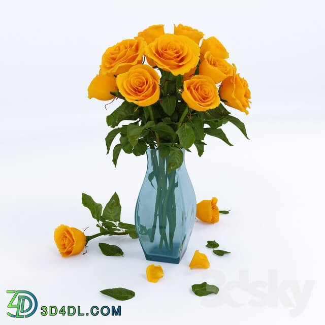 Plant rose quot Kerio quot 