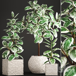 Collection of plants. ficus robusta wicker basket pot rattan flowerpot tree white flowerpot 3D Models 