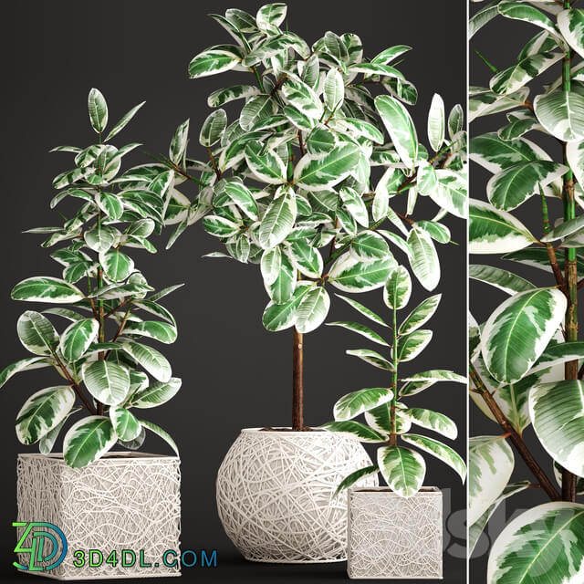 Collection of plants. ficus robusta wicker basket pot rattan flowerpot tree white flowerpot 3D Models