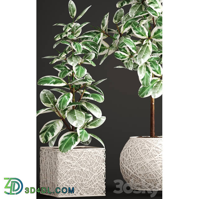 Collection of plants. ficus robusta wicker basket pot rattan flowerpot tree white flowerpot 3D Models