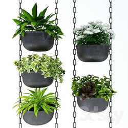 Plant Hanging plants 001 