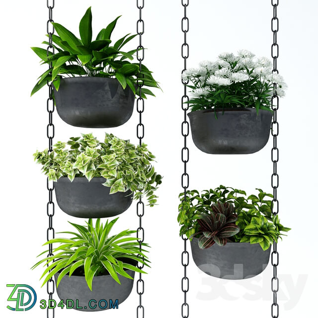 Plant Hanging plants 001