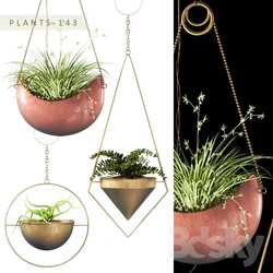 Plant - PLANTS 143 