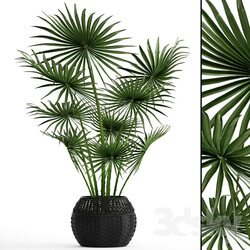 Plant Palm 
