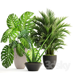 Collection of plants 124. Interior monstera hoveya ornamental palm tree areca sansevieria monstera 3D Models 