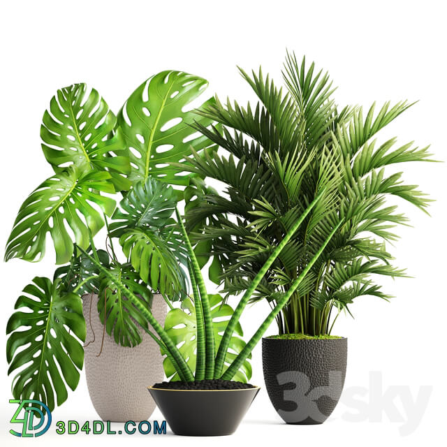 Collection of plants 124. Interior monstera hoveya ornamental palm tree areca sansevieria monstera 3D Models