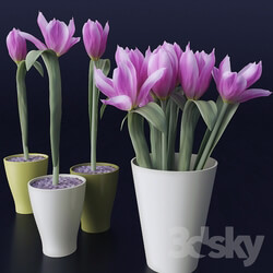 Plant Tulips 