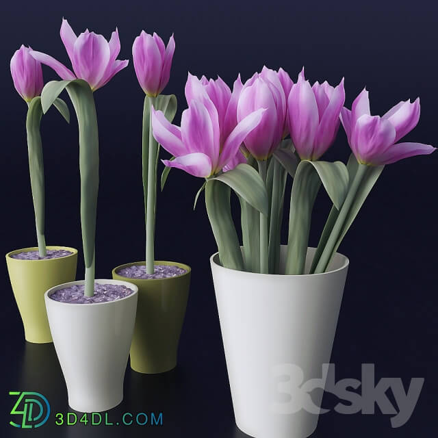 Plant Tulips