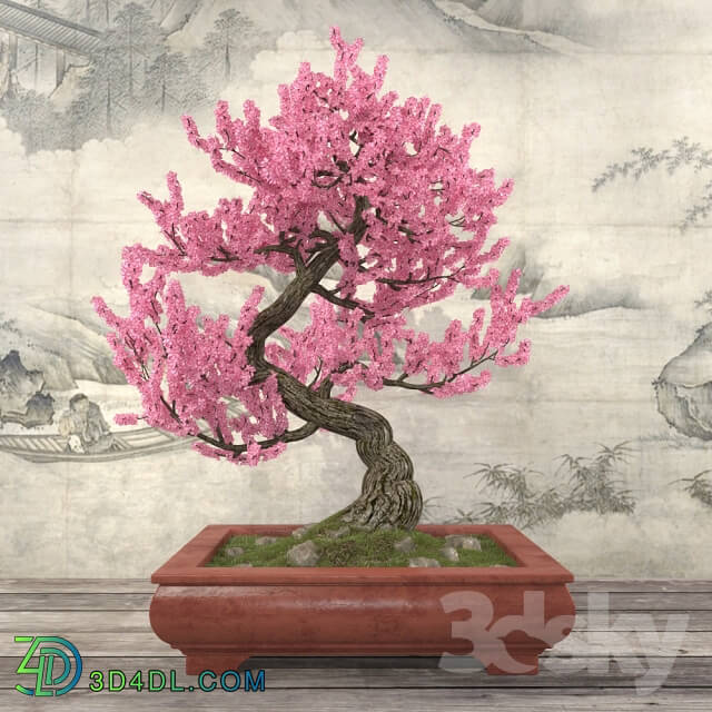 Plant Sakura Bonsai