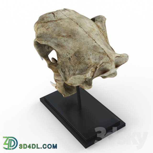 Other decorative objects - Skull of saber-toothed tiger