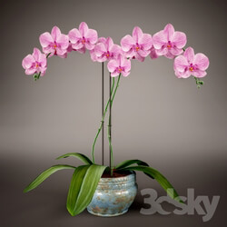 Plant Phalaenopsis Orchid 