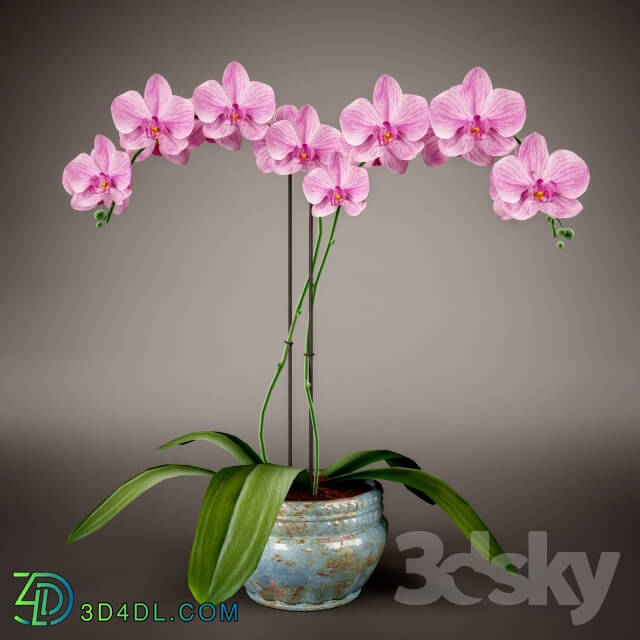 Plant Phalaenopsis Orchid