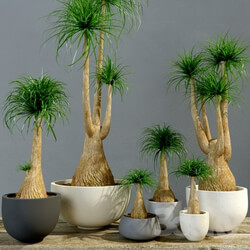 Plant Group Bokarneya palms Beaucarnea  