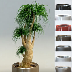 Bokarneya Palm Beaucarnea in pots Lechuza Rondo Indoor 3D Models 